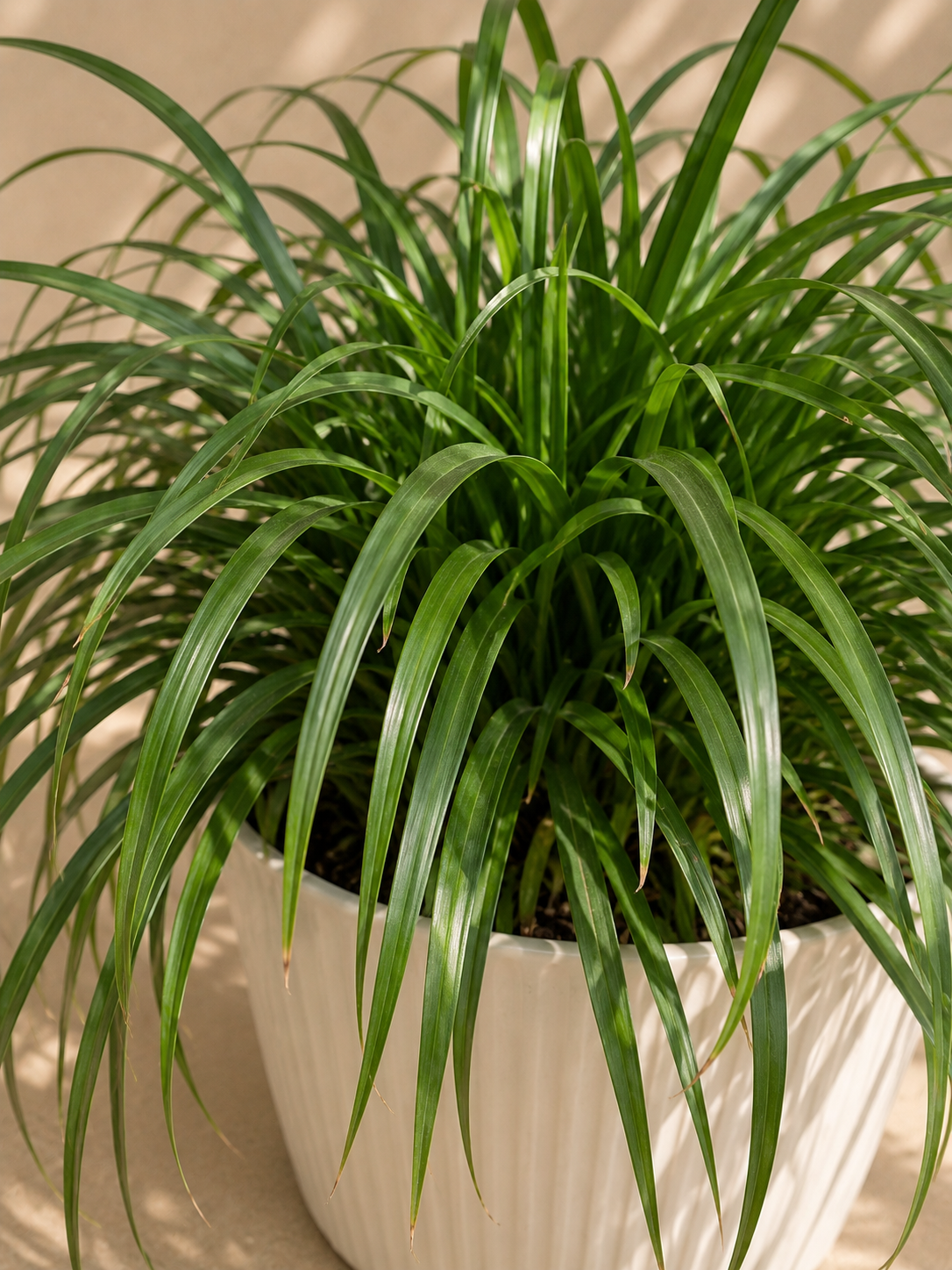 Carex sp.