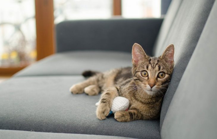 Как удалить запах от кошачьей мочи на диване с помощью подручных средств