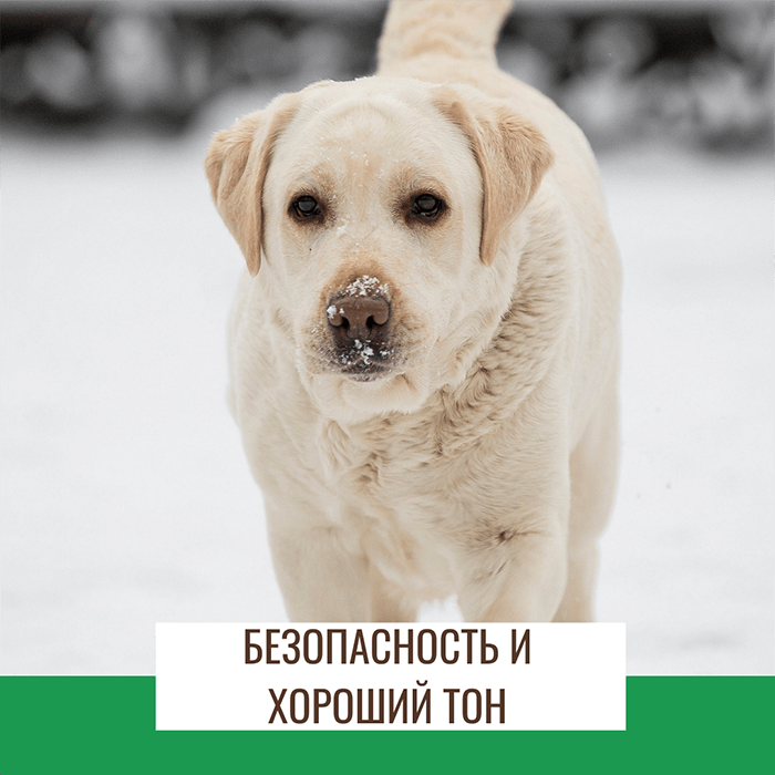 Безопасность и хороший тон на прогулке с лабрадором