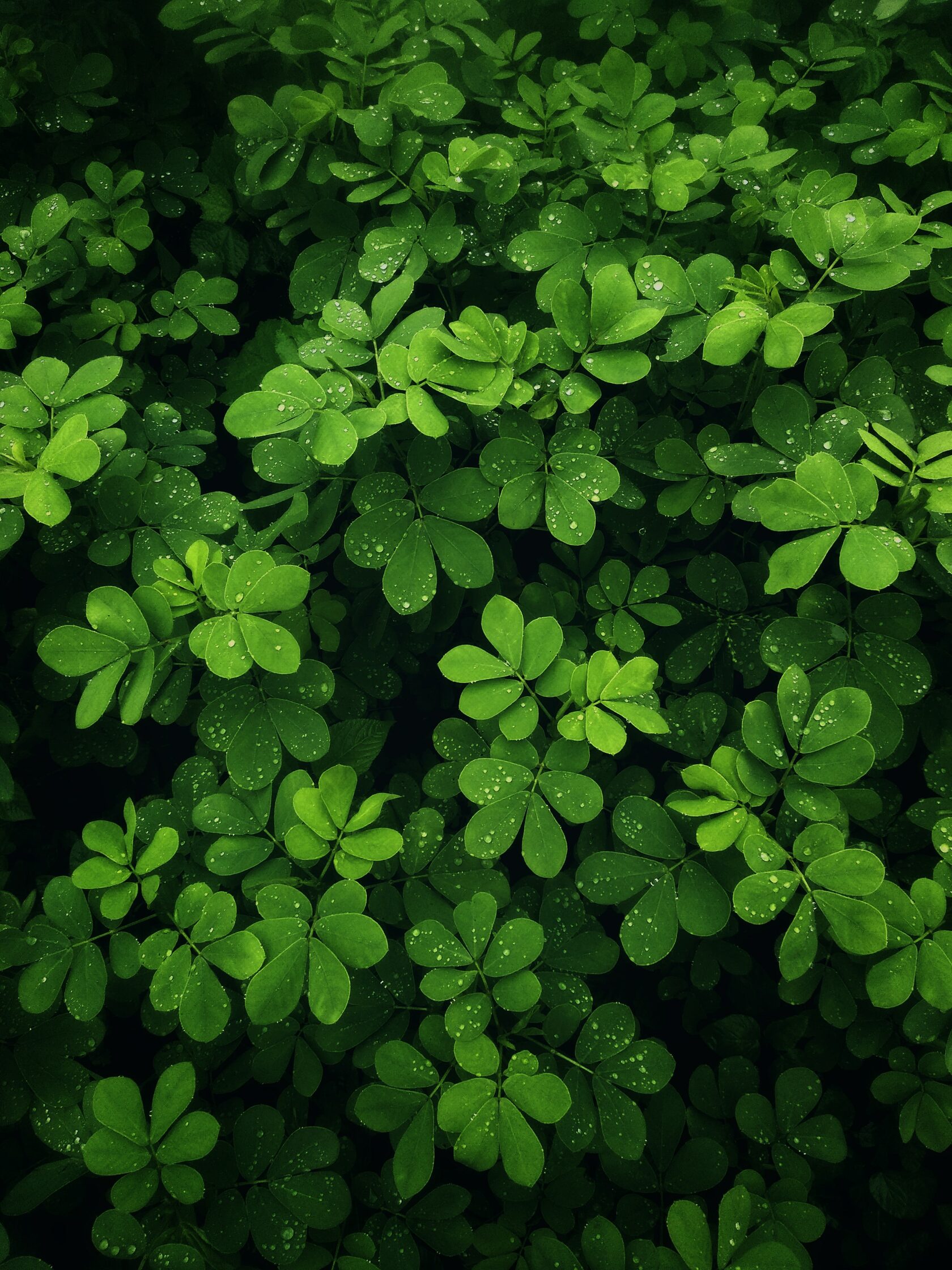 ЗЕЛЕНСТРОЙ Новокузнецк. Официальный сайт