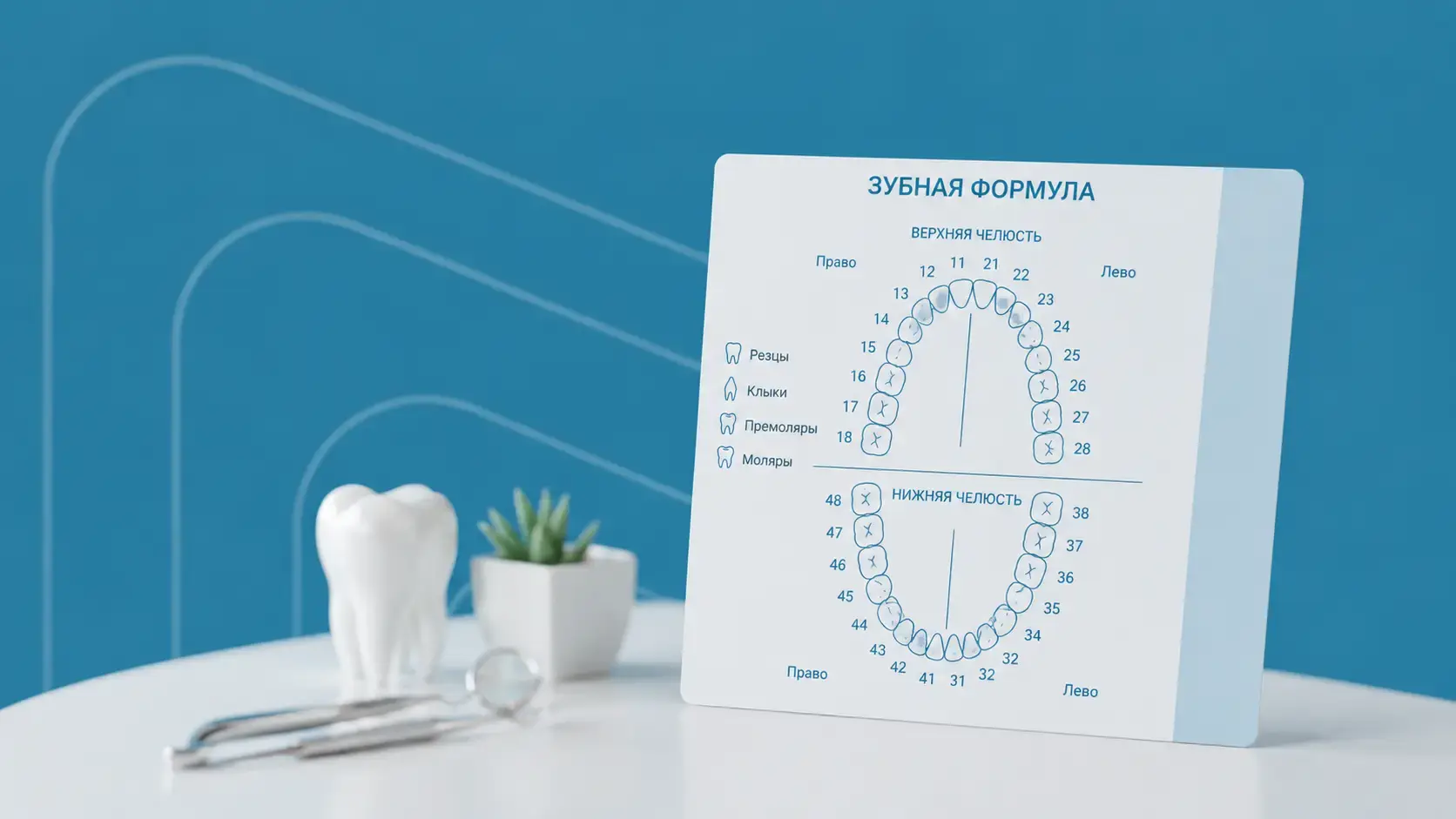 Зубная формула схема шпаргалка