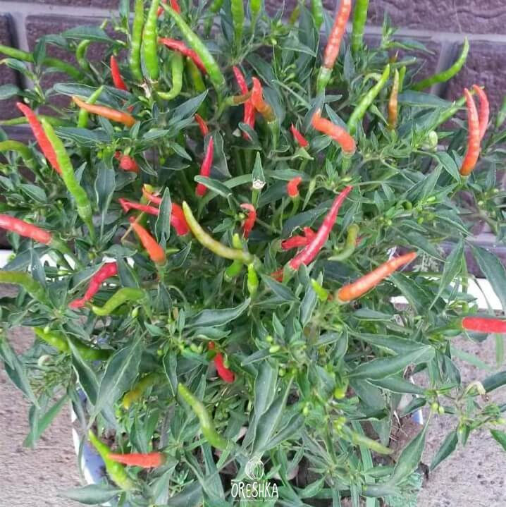 Seeds of Hot pepper Lacy (Capsicum) — 5 pcs
