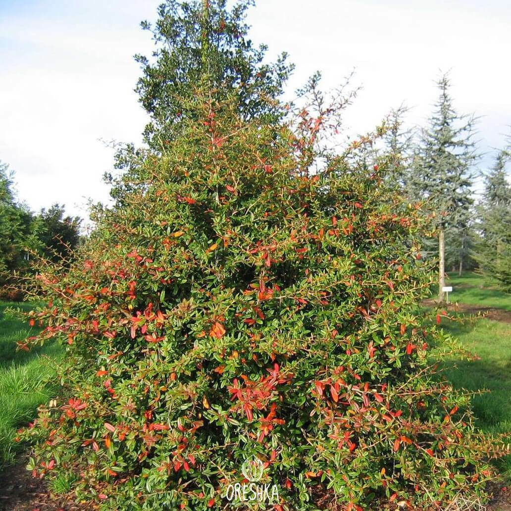 Seeds of Wintergreen Barberry (Berberis julianae) — 20 pcs