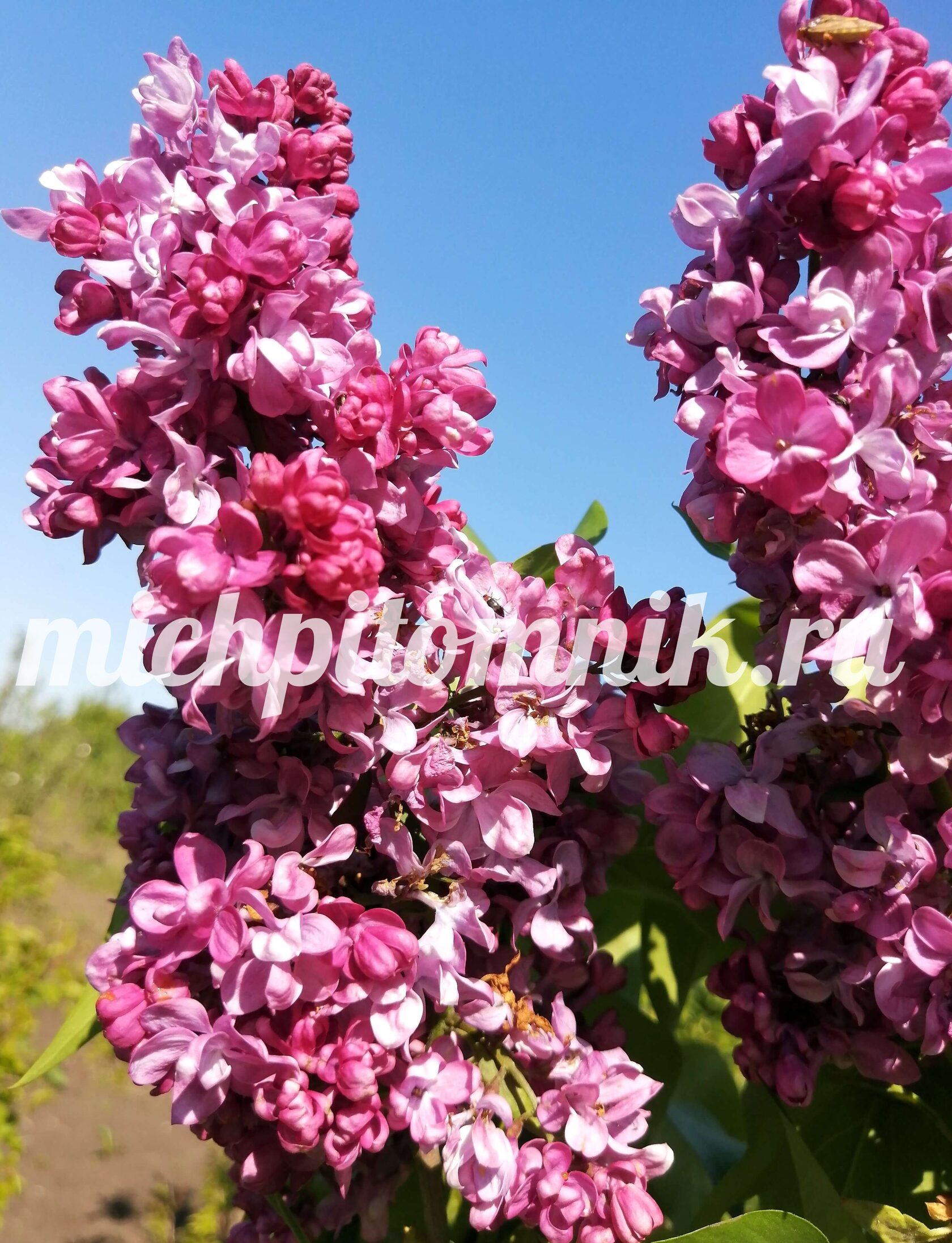 Сирень "Принц Волконский"