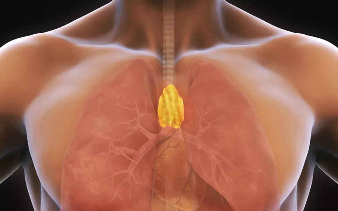 Где находится вилочковая железа у человека рисунок