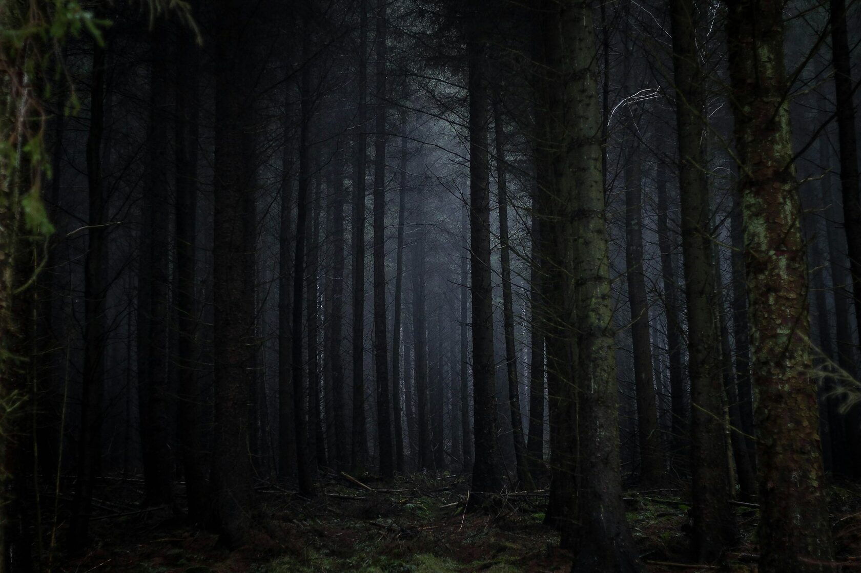 Dark atmospheric forest night