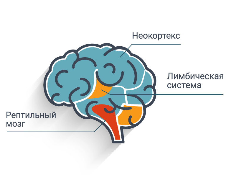 Три химических пути в мозге. Строение мозга рептильный мозг. Рептильный мозг и лимбическая система. Схема рептильный мозг неокортекс. Строение мозга лимбическая система неокортекс.