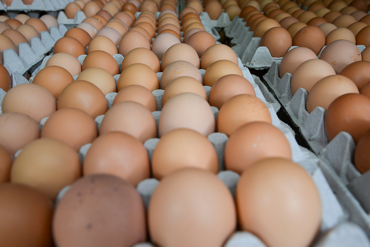 Яйца и яичные продукты — аттестация на право экспорта