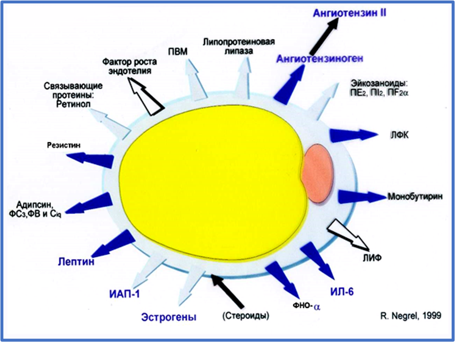 Ожирение. Часть 1