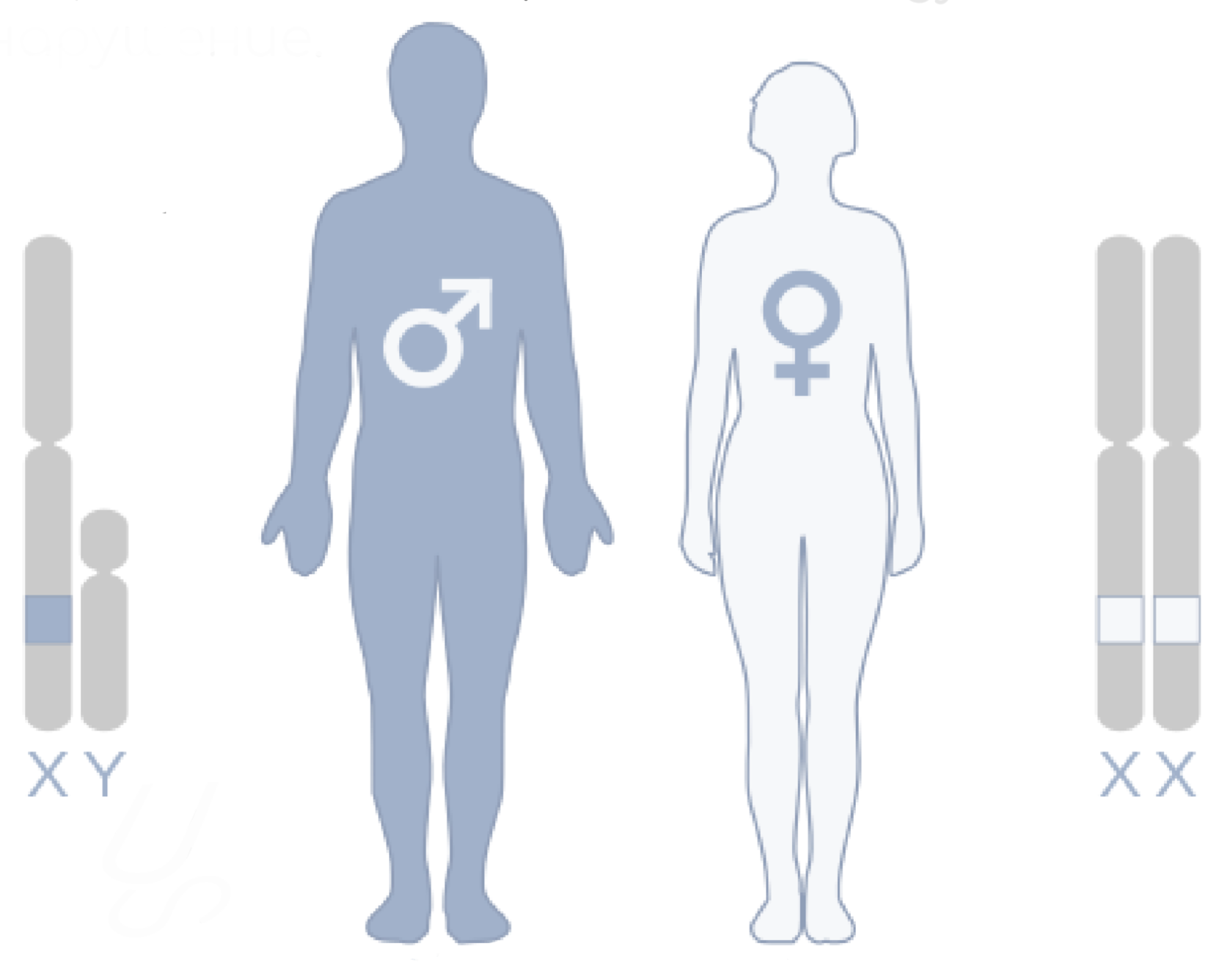 Закон Моргана | Sechenov Universkill