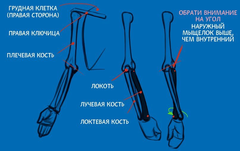 Как называются части руки у человека названия и фото