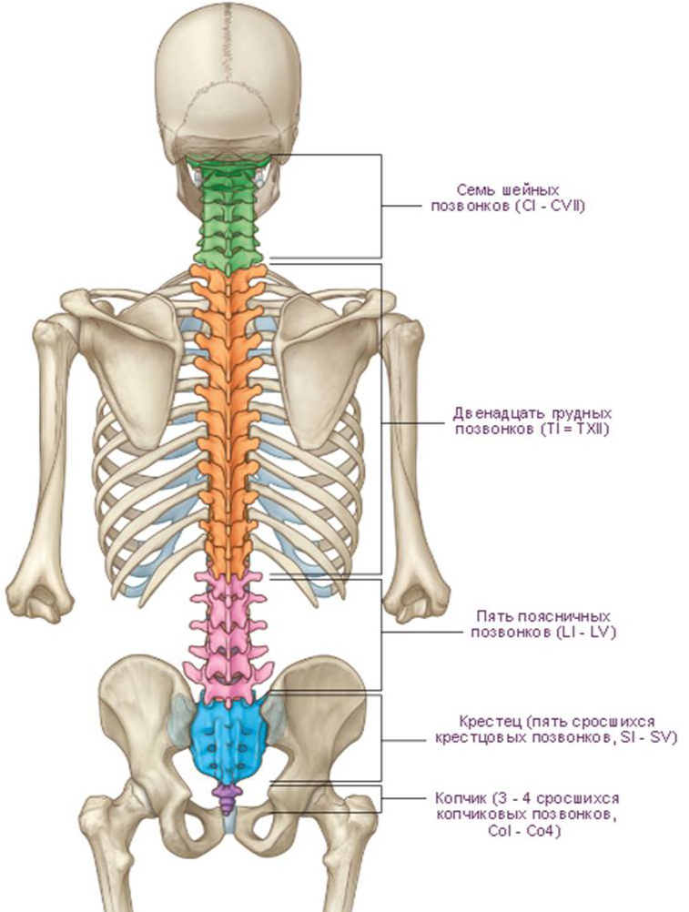 Поясница где. Анатомия человека кости скелета позвоночника. Анатомия костей поясничного отдела позвоночника. Отделы позвоночника человека на скелете человека.