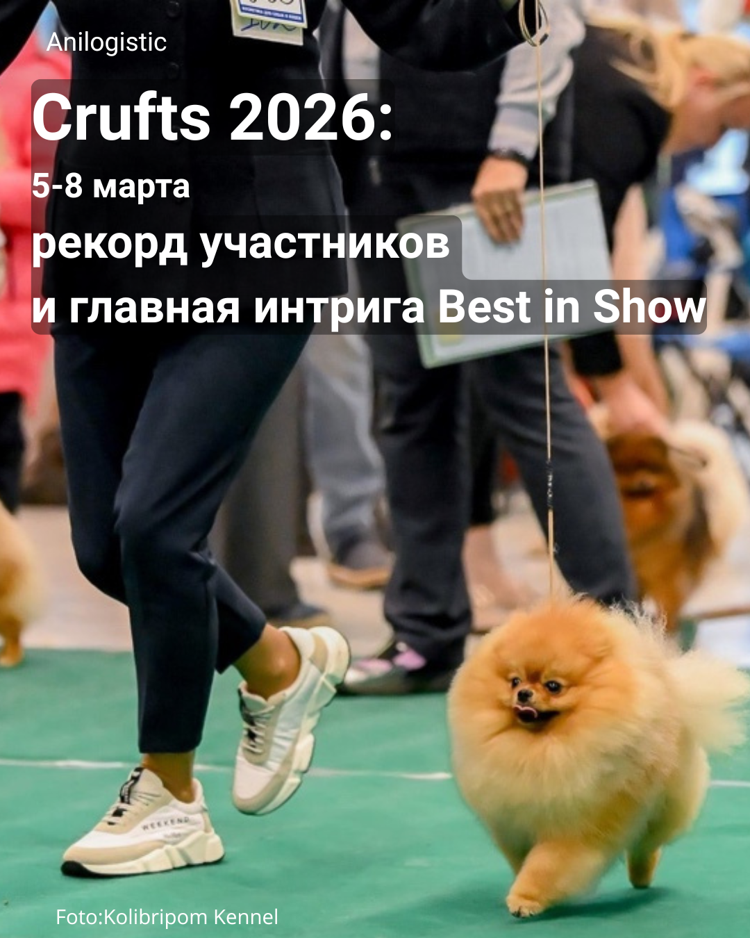 Crufts 2026 в Бирмингеме — крупнейшая выставка собак в мире