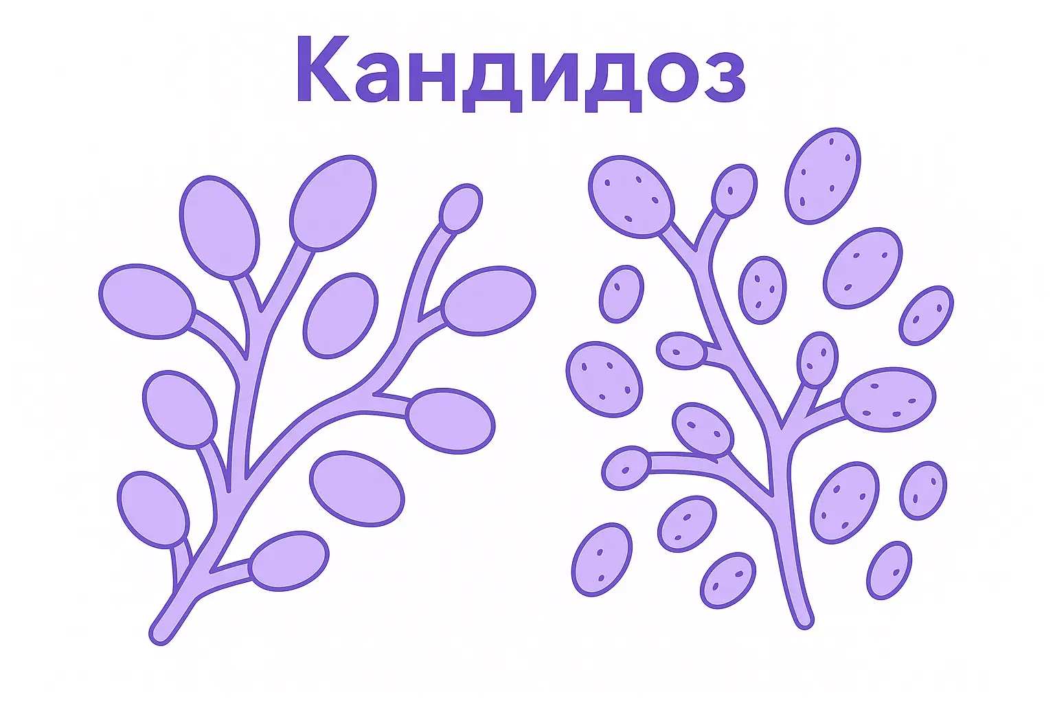 бактерии кандидоз
