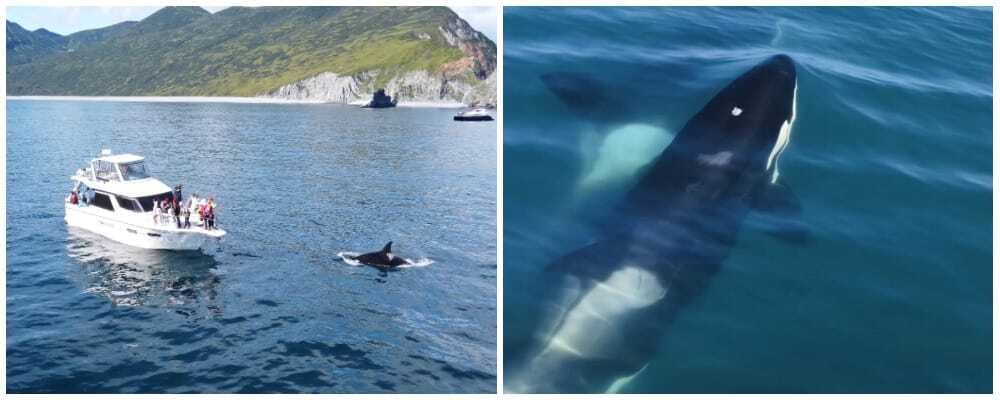 Катер рядом с косаткой и косатка под водой крупно