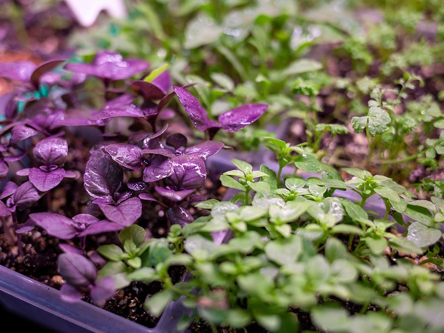 Seedlings in a tray with vibrant purple and green leaves, illustrating diverse plant growth for seed starting tips.