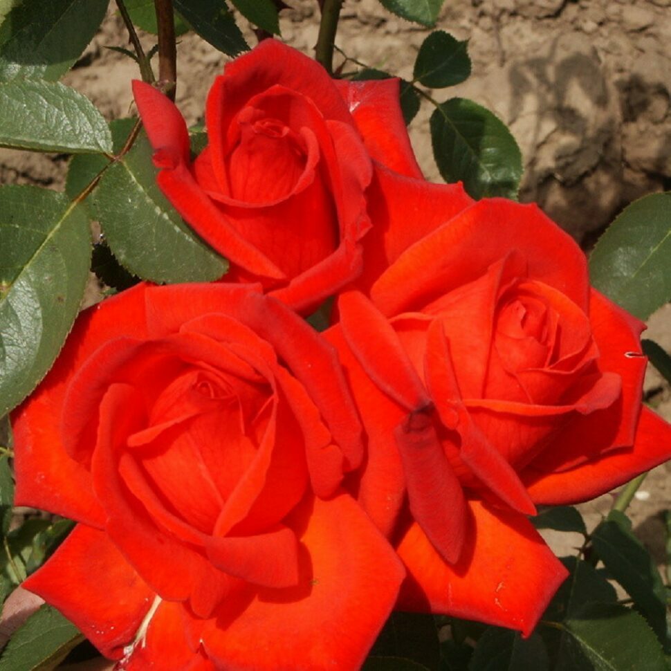 Роза чайно-гибридная Лидка