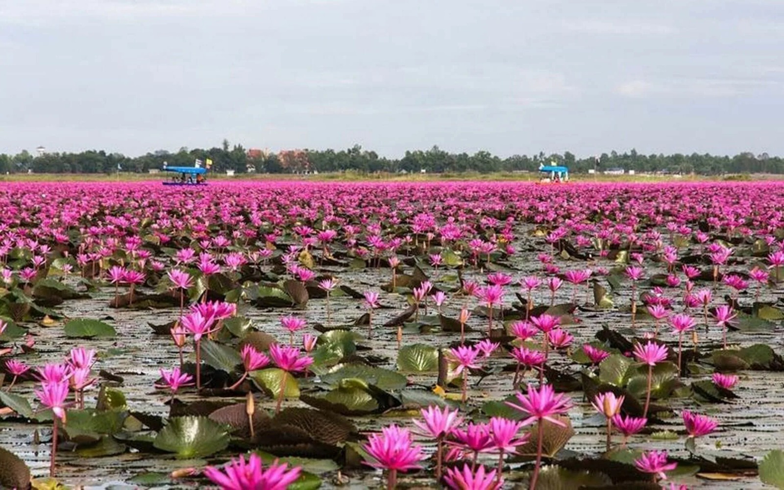 каспийская роза