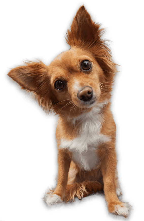 рыжая собака