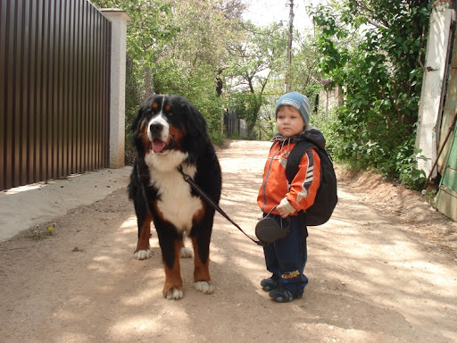 Собака охраник для ребенка