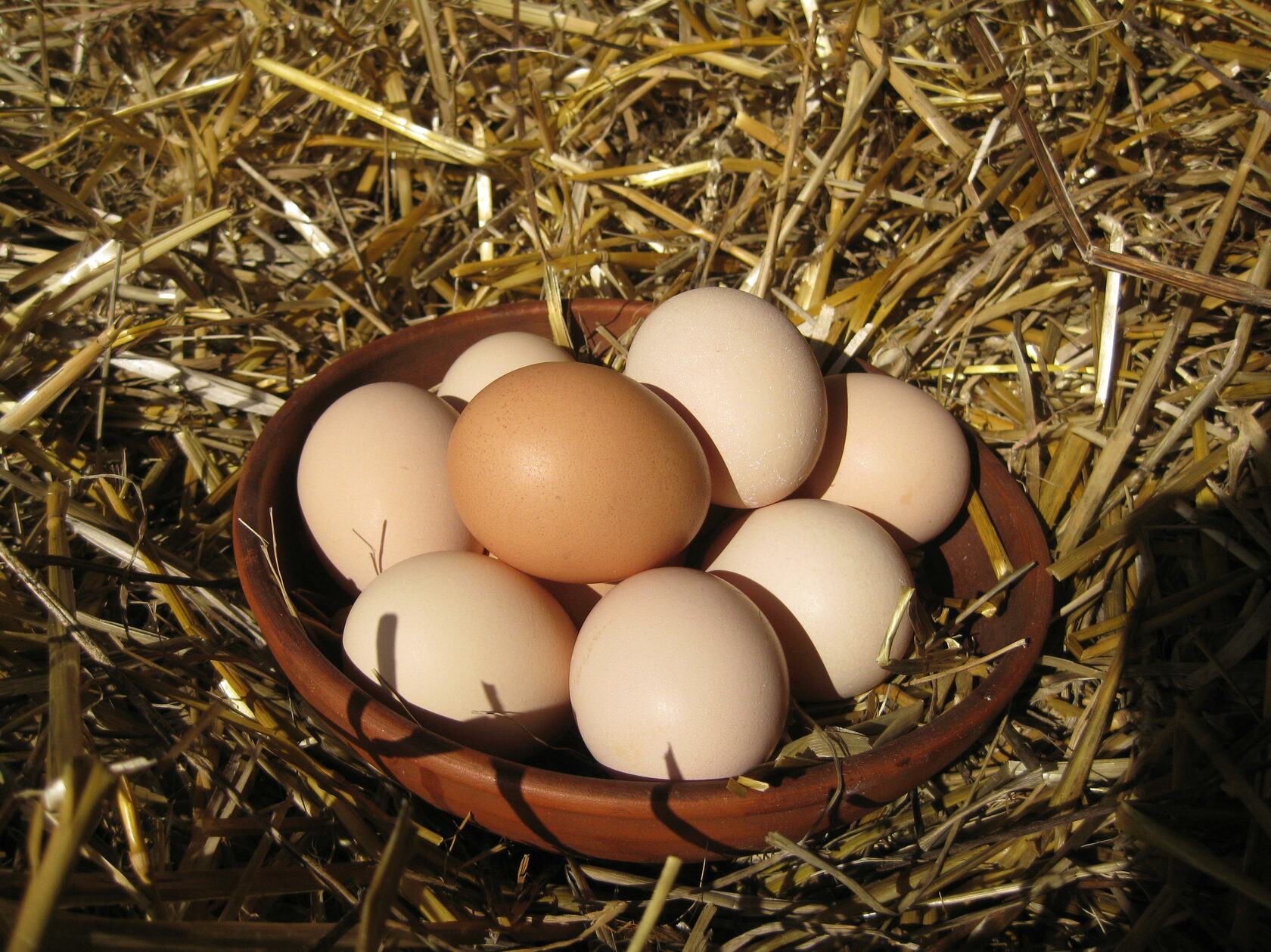 Курица с яйцами на траве