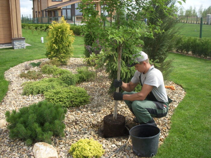 Посадка растений