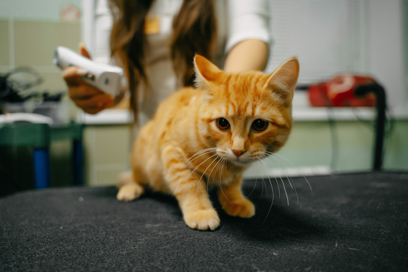 Ветеринарная клиника \"4 Лапы\"