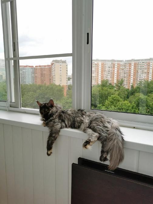 Антикошка на раздвижные окна балкона купить в Москве | Сетка для кошек ...