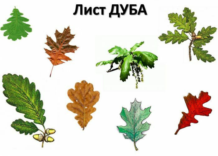 Дуб дерево: описание и фото, виды и сорта, как выглядит — Спелов