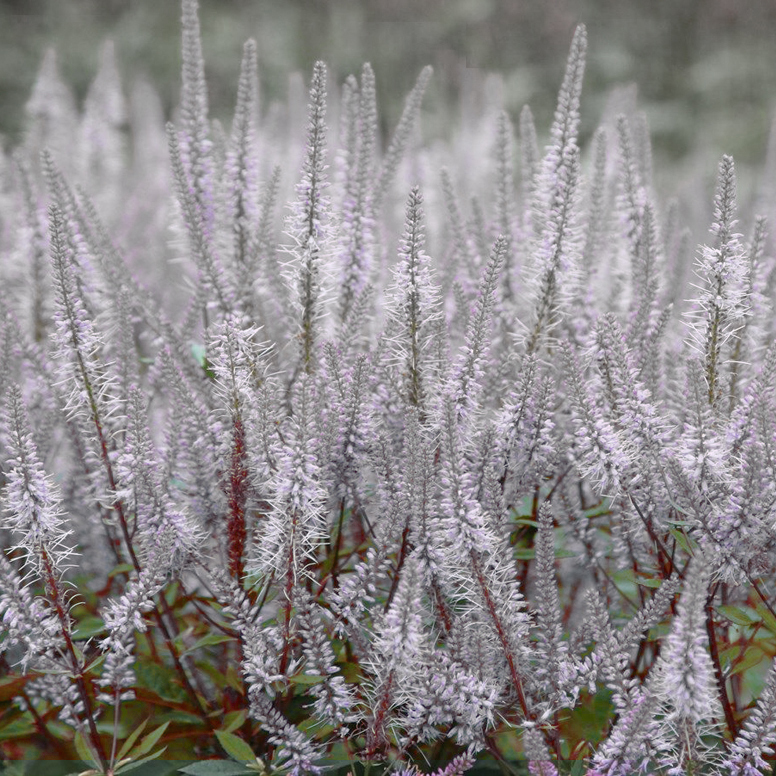 07_Туманный Альбион