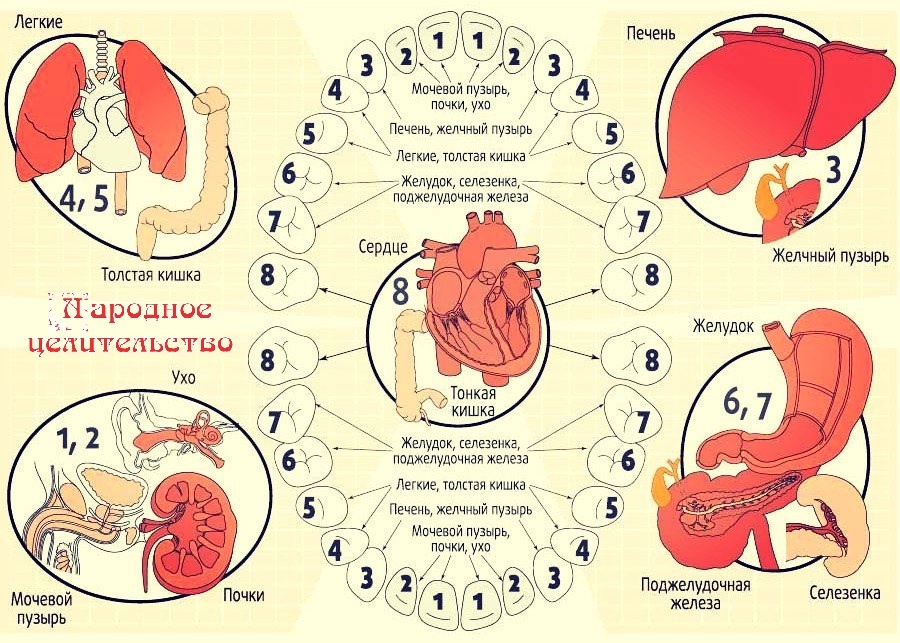 За какие органы отвечают зубы в организме в картинках