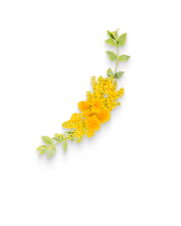 Исцеление с помощью трав, траволечение