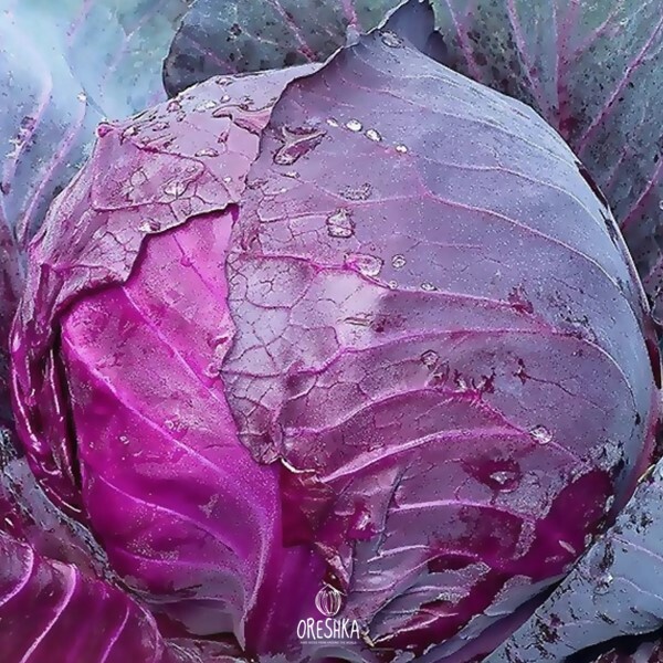 Seeds of Red cabbage Mikhnevskaya (Brassica oleracea var. capitata f. rubra) — 30 pcs
