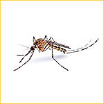 обработать участок от комаров казань