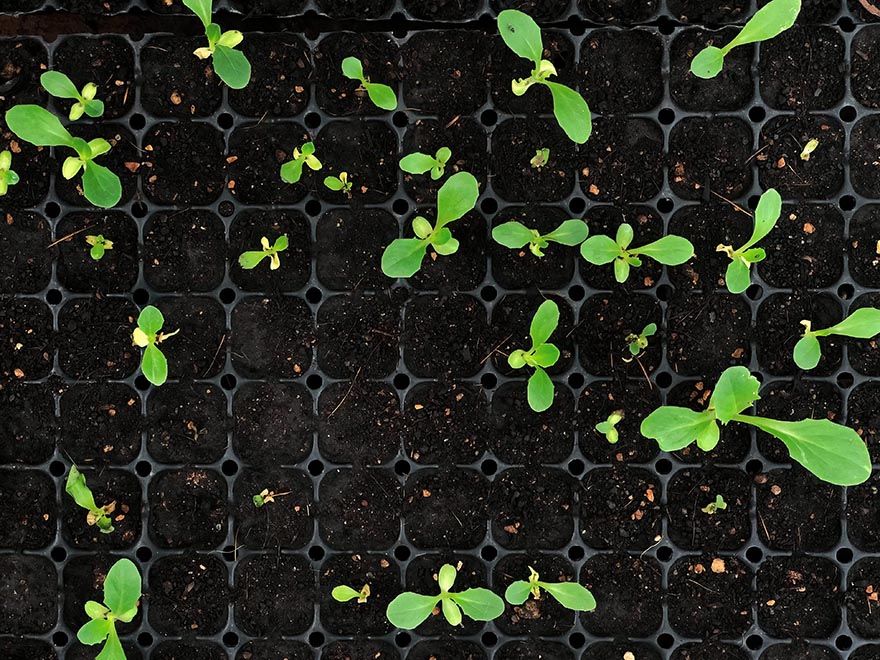 Seedlings emerging from soil in a seed tray, illustrating the seed starting process and common gardening challenges.