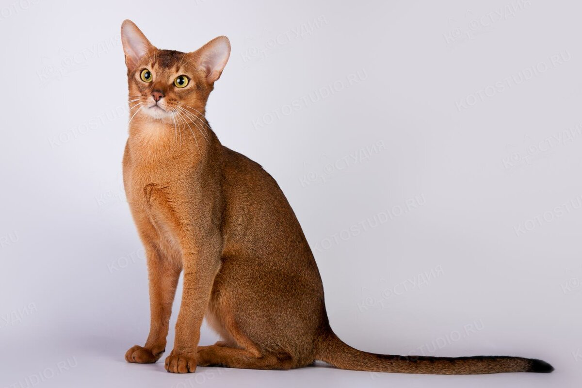 Эксперты назвали самые умные породы кошек
