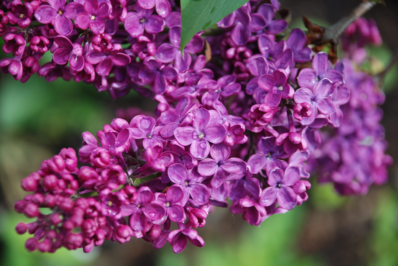 Сирень сорт индия. Сирень индия описание сорта фото отзывы. Сирень индия куст. Сирень сортовая индия. Сирень индия описание сорта фото отзывы.