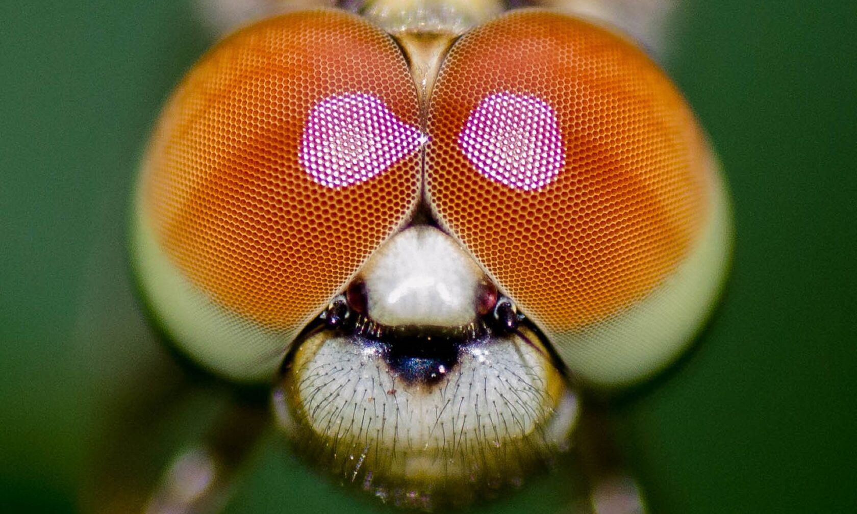 <strong>24 мая с 13:00 до 15:00</strong><br /><strong>ОТКРЫТАЯ ЛАБОРАТОРИЯ</strong><br /><strong>«Животные под микроскопом»</strong>