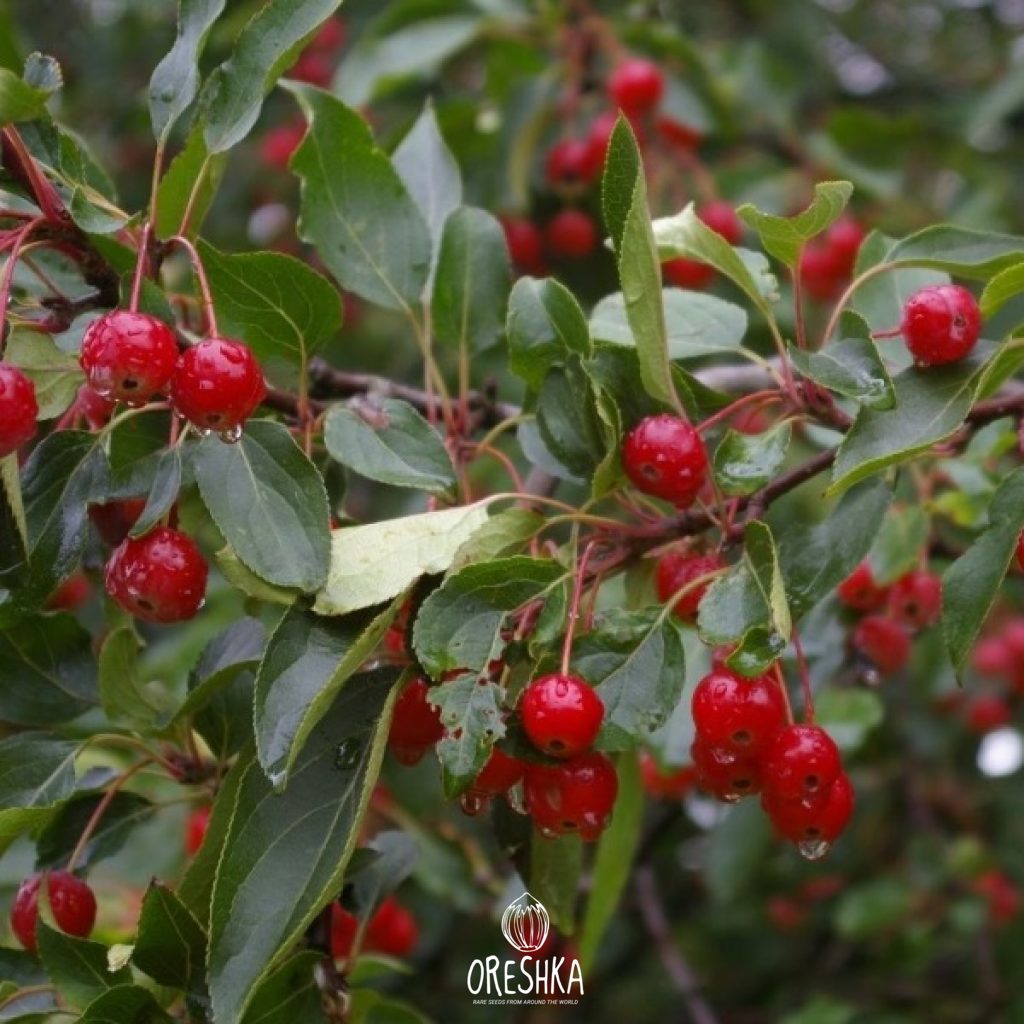 Malus Royalty avenue planting landscape design purple canopy street tree