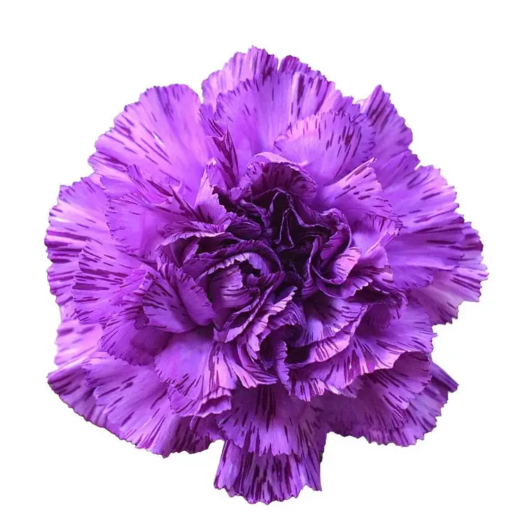 Гвоздика Moonstrike