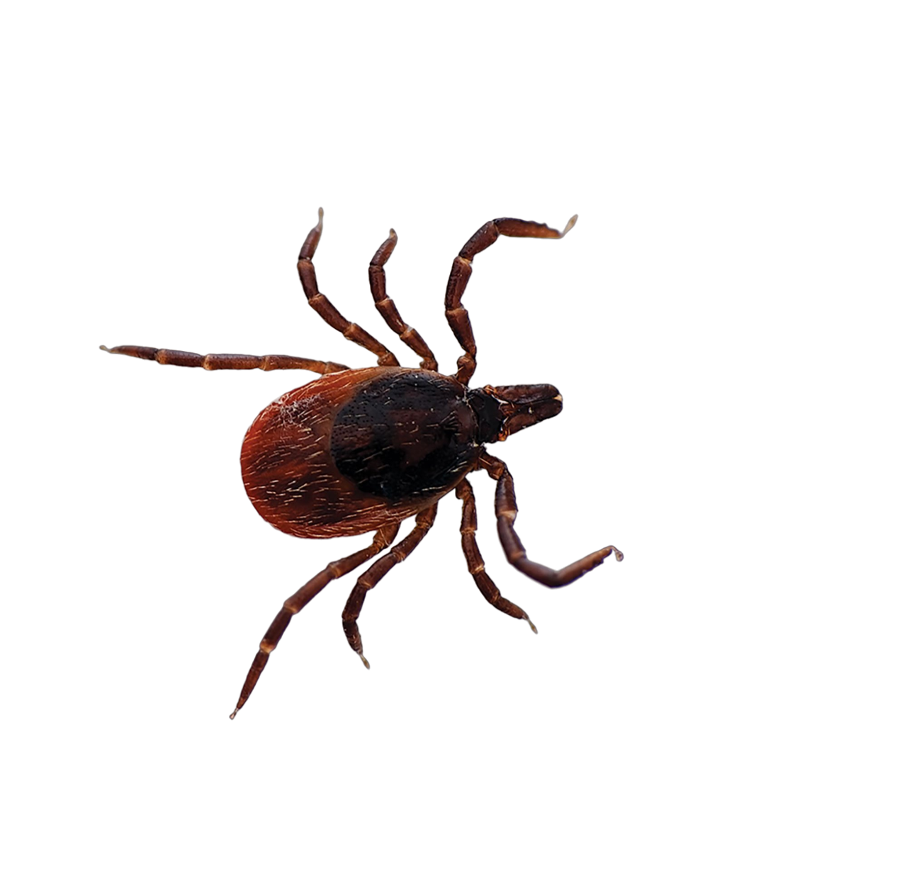 Уничтожение насекомых в Санкт-Петербурге