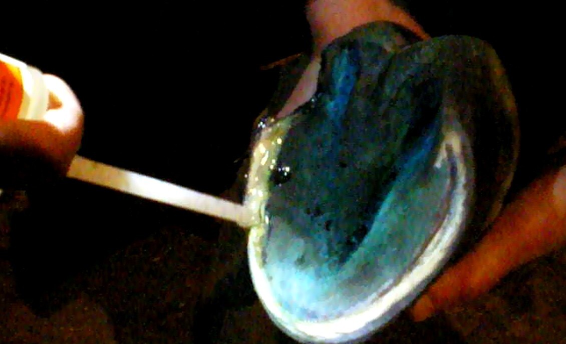 Инструмент и копыто