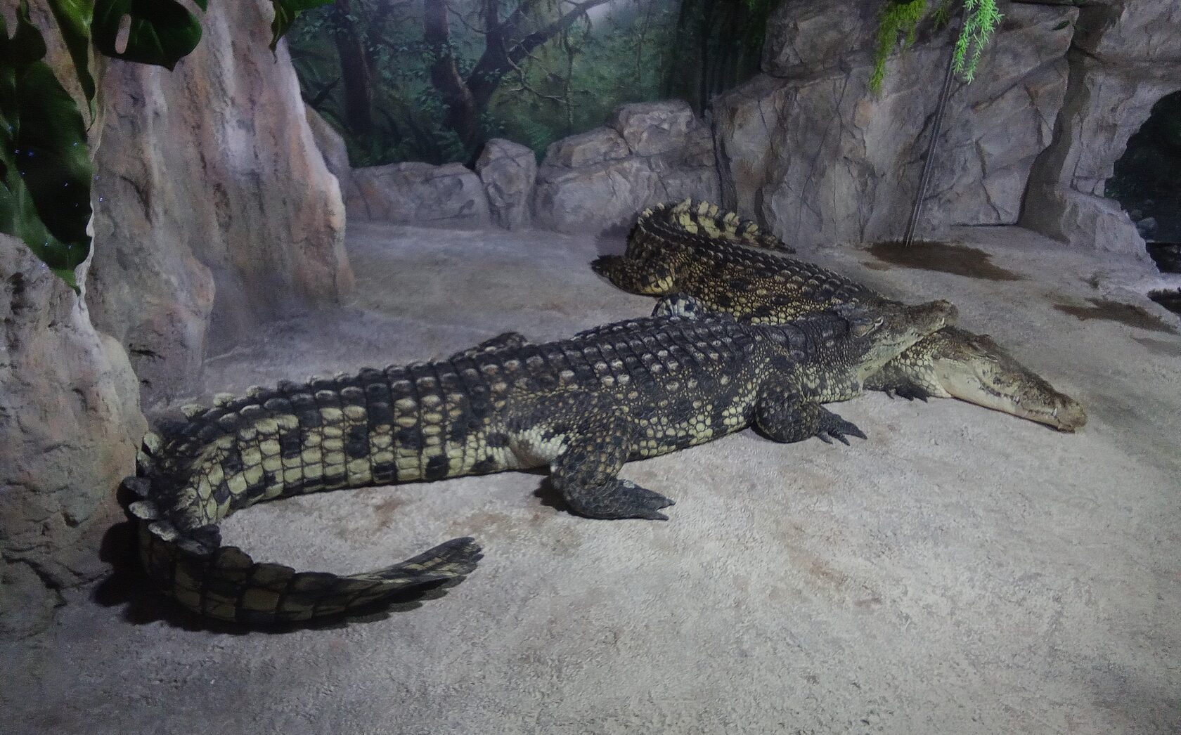 Океанариум Пенза — аквариумы