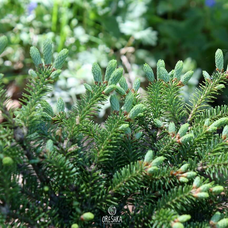 Seeds of Balsam Fir (Abies balsamea) — 10 pcs