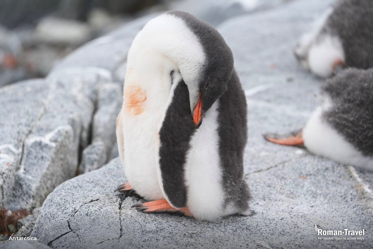 antarctica - roman travel