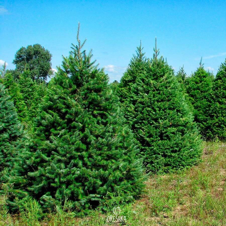 Seeds of Douglas fir (Pseudotsuga menziesii) — 15 pcs