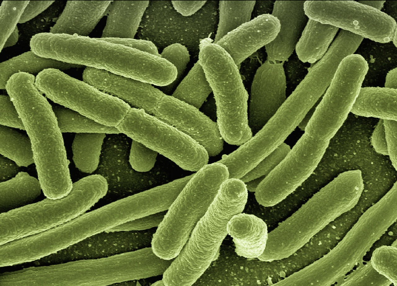 Восстановление микрофлоры кишечника - что необходимо знать?