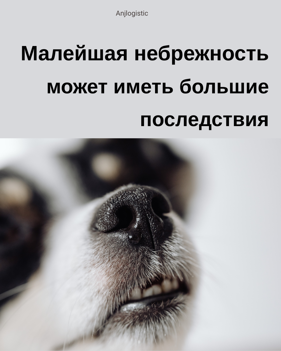 Инцидент с бешенством в Германии: возможные поддельные документы о вакцинации