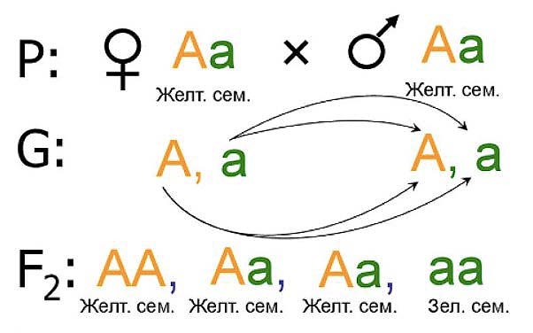 Viii какой