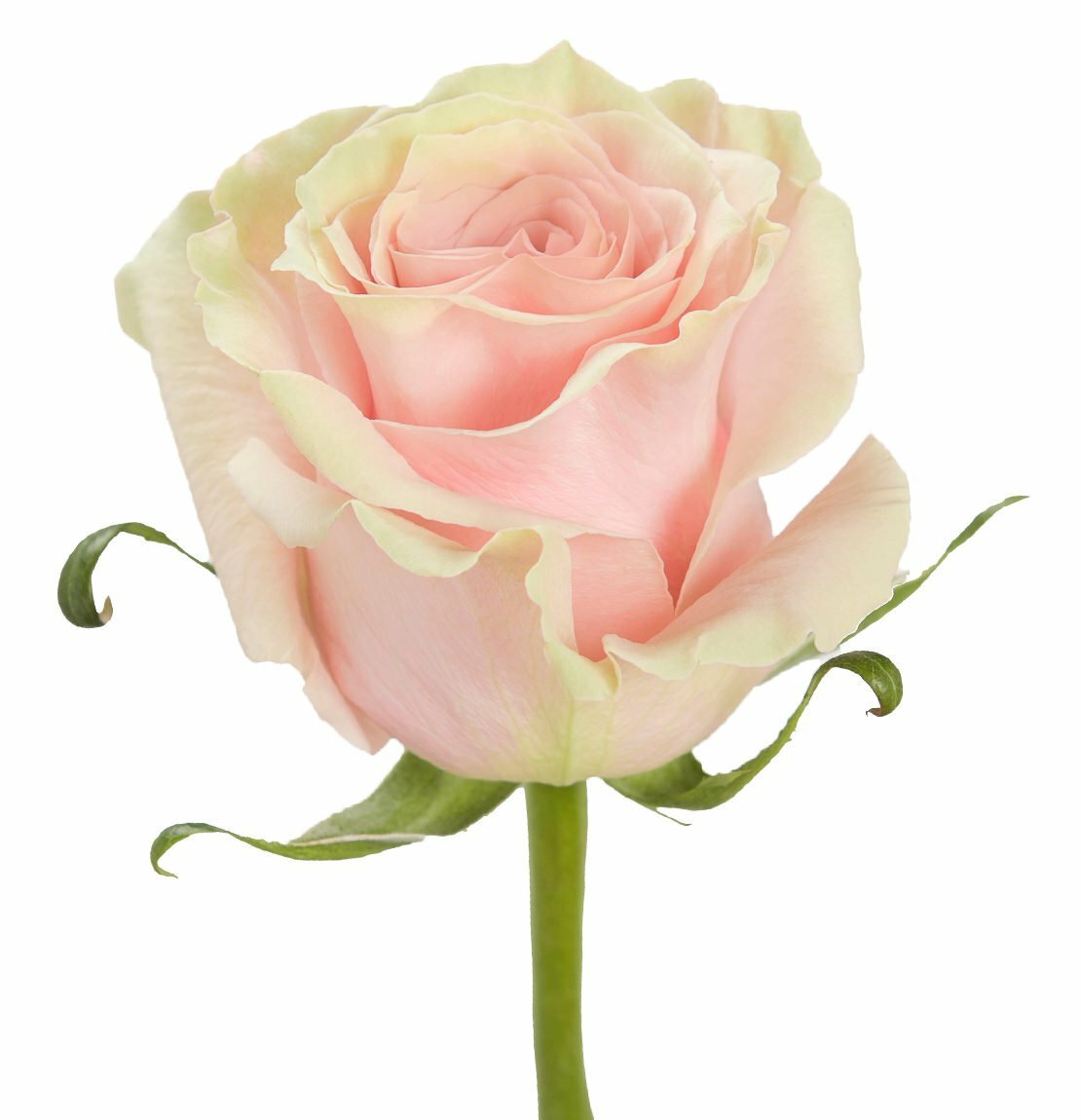Купить розы поштучно недорого. Сорт розы Пинк Мондиаль.